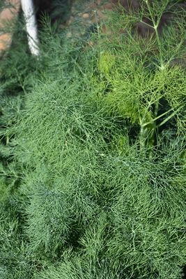 Dill 'Diana' 4 inch Pot