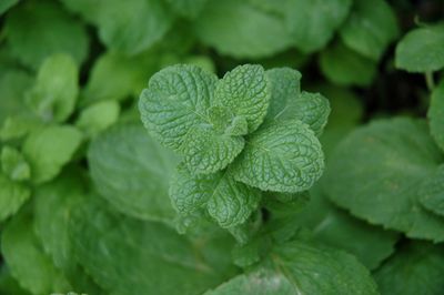 Mint 'Apple' 6 inch Pot