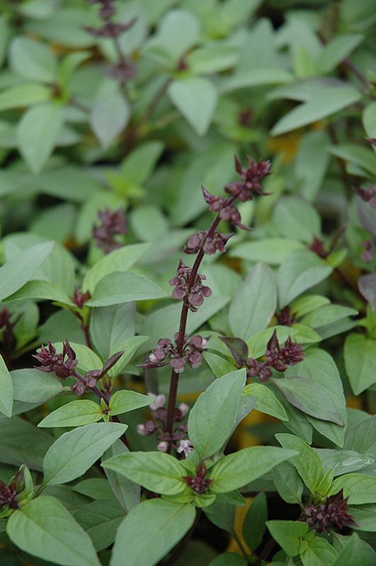 Basil 'Thai' 4 inch Pot