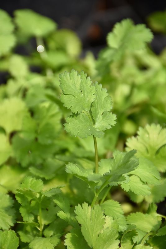 Cilantro 'Cruiser' 4 inch Pot