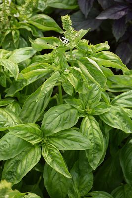 Basil 'Genovese' 4 inch Pot