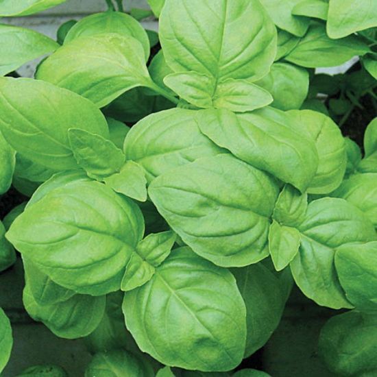 Basil 'Rutgers Devotion' 4 inch Pot