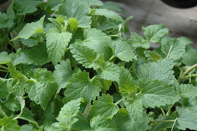 Catnip 4 inch Pot