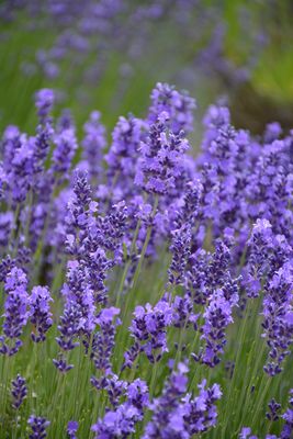 Lavender 'Hidecote Blue' 4 inch Pot