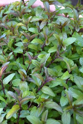 Mint 'Chocolate' 6 inch Pot