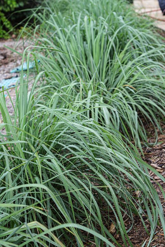 Lemon Grass 6 inch Pot