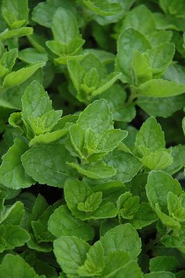 Mint 'Spearmint' 6 inch Pot
