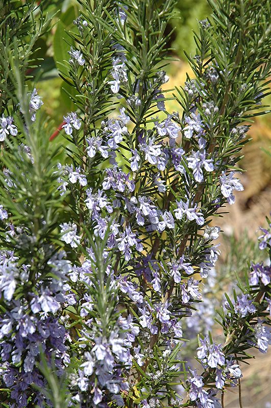 Rosemary 'Common' 4 inch Pot