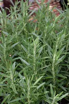 Rosemary 'Gorizia' 4 inch Pot