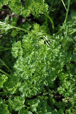 Parsley 'Forest Green' 4 inch Pot