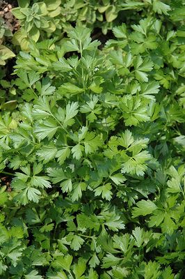 Parsley 'Giant of Italy' 4 inch Pot