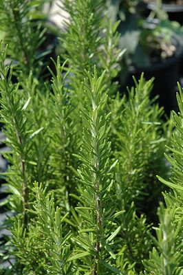 Rosemary 'Barbecue' 4 inch Pot
