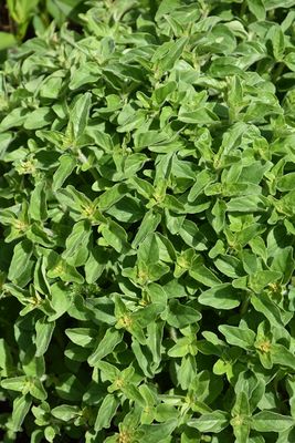 Oregano 'Greek' 4 inch Pot