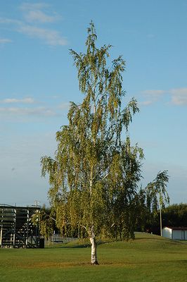 Betula pendula 'Laciniata' (Cutleaf Weeping Birch) 175cm 10G