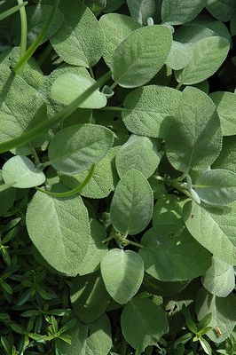 Sage 'Berggarten' 4 inch Pot