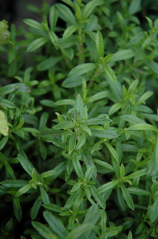 Summer Savory 4 inch Pot