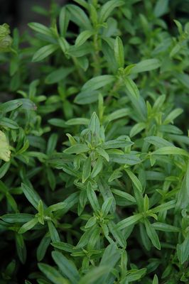 Summer Savory 4 inch Pot