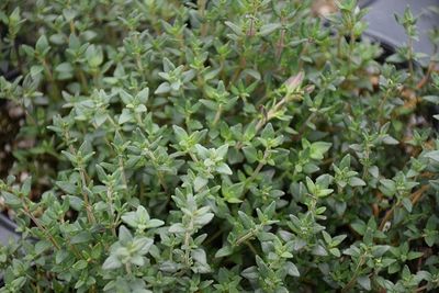 Thyme 'English' 4 inch Pot