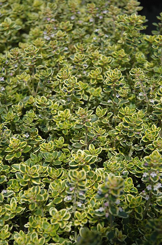 Thyme &#39;Lemon&#39; 6 inch Pot