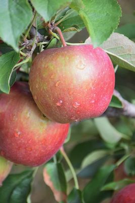 Malus domestica 'Parkland' (Apple) BR