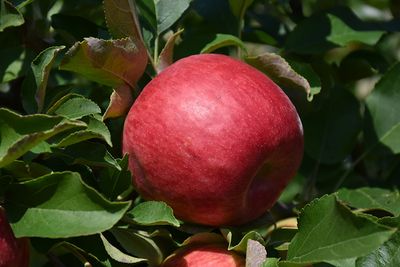 Malus domestica 'Novamac' (Mac-style Apple) 150cm