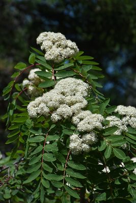 Sorbus auc. 'Skybound' (Mountain Ash) 50mm WB