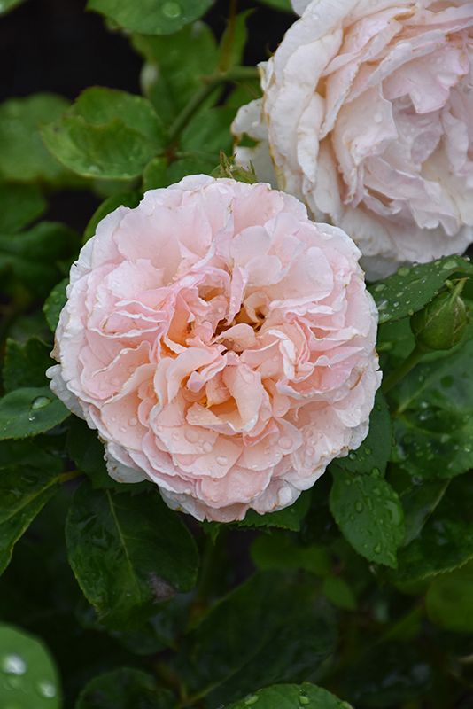 Rosa ' David Austin' 3G 'Emily Bronte'