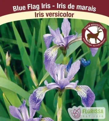 Iris versicolor (Blue Flag Iris) 1G