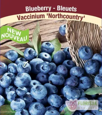 BLUEBERRY Northcountry - Half Highbush