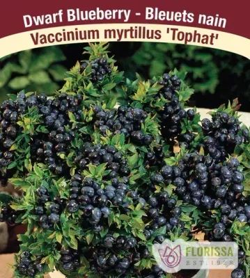 BLUEBERRY Top Hat - Highbush