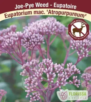 Eupatorium maculatum 'Atropurpureum' (Joe Pye Weed) 1G