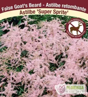 Astilbe simplicifolia 'Super Sprite'  (Astilbe) Jumbo