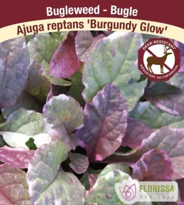 Ajuga 'Burgundy Glow'  (Bugleweed ) Jumbo