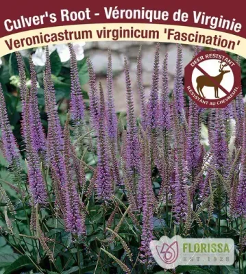 Veronicastrum virg. 'Fascination' (Culver's Root) 1G