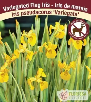 Iris psuedacorus 'Variegata' (Variegated Flag  Iris) 1G
