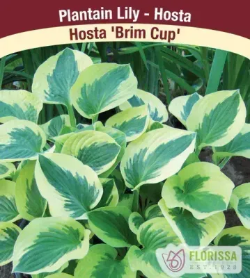 Hosta 'Brim Cup'  1G