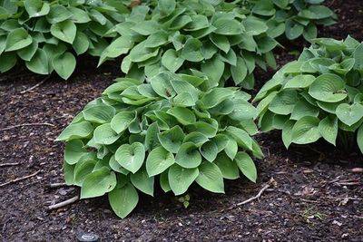 Hosta 'Blue Cadet'  Jumbo