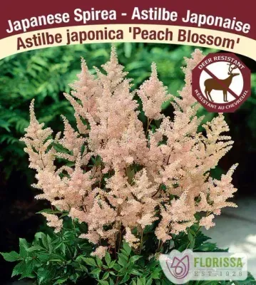 Astilbe japonica 'Peach Blossom'  (Astilbe) 1G