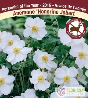 Anemone x hybrida 'Honnorine Jobert'  (Anemone ) 1G