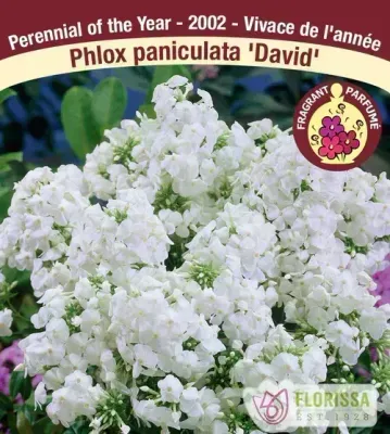 Phlox paniculata 'David' (Garden Phlox) 1G