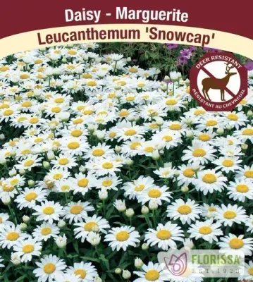 Leucanthemum 'Snowcap'  (Shasta Daisy) Jumbo