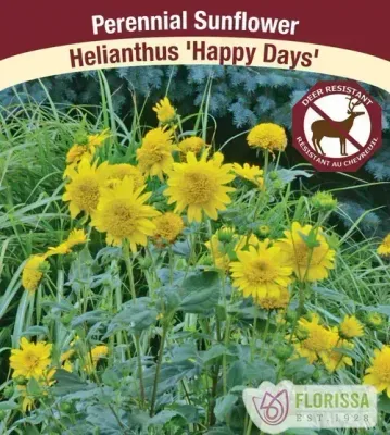 Helianthus 'Happy Days'  (Perennial Sunflower ) Jumbo