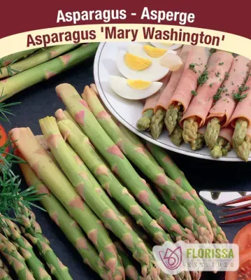 Pkg. 5 ASPARAGUS Mary Washington