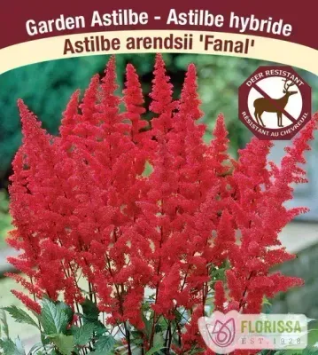 Astilbe arendsii 'Fanal'  (Astilbe) 1G