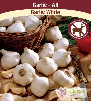 GARLIC White Each