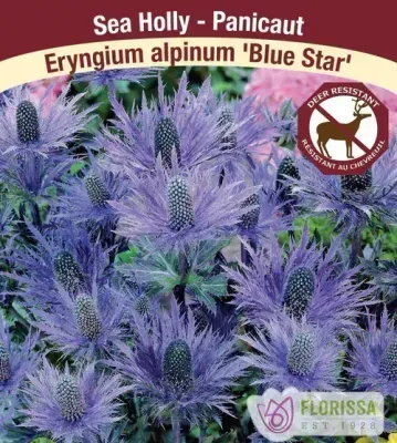 Eryngium alpinum 'Blue Star'  (Sea Holly ) 1G