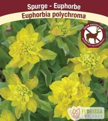 Euphorbia polychroma  (Cushion Spurge ) Jumbo