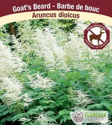 Aruncus dioicus  (Goatsbeard ) 1G