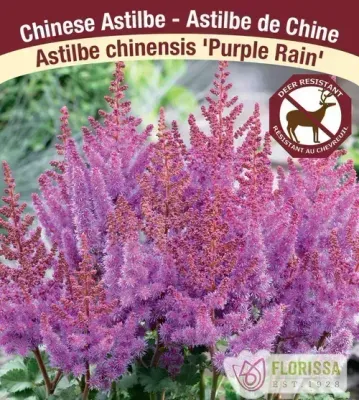 Astilbe chinensis 'Purple Rain'  (Astilbe) 1G
