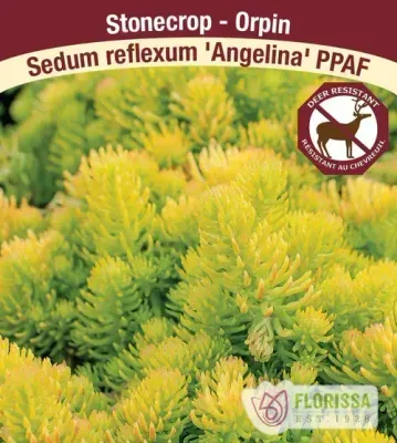 Sedum 'Angelina' 4in